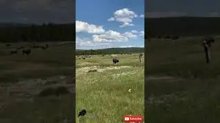 bison attacks a tourist at Yellowstone park