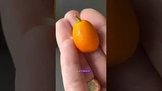 Кожуру можно есть, и это самая вкусная часть 🍊 Мы вырастили миниатюрные апельсины, созданные само...