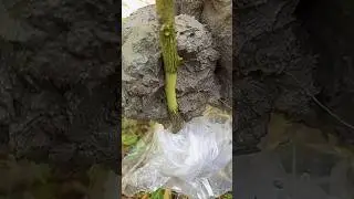 Lemon Air layering #shorts #youtubeshorts #short #gardening