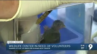 &ldquo;Keep Tucson wild&rdquo;: Tucson Wildlife Center seeking volunteers for 'bird and bunny season'