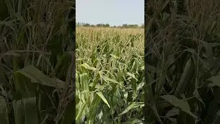 Dekalb 7240 corn seed  #corn #shorts #harvest