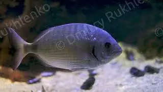 White seabream Diplodus sargus , also known as the sargo.