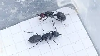 Messor barbarus (Spain) vs Camponotus vagus (Russia) 08.10.2023