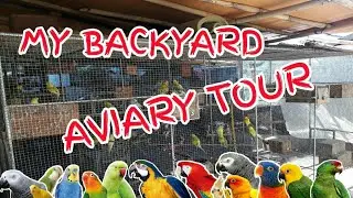 My Aviary Tour | How I Fed my Birds | Sun conure | Budgies | Cockatiel | Chelsea Adventures #11