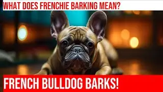 What Does French Bulldog Barking Mean? | French Bulldog Behavior Explained
