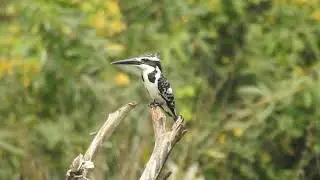 Pied Kingfisher  -  Ceryle rudis || Black and White Kingfisher