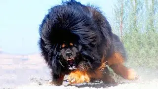10 Wildest Dog Breeds In The World