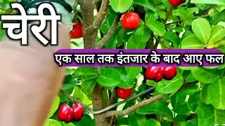 Cherry के एक साल के पौधे पर लगी कितनी सारी चेरी | cherry plant how to grow in pot at home
