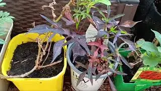 For my friend Aussy-enjoy! 8/20/25