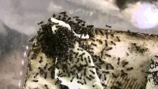 Formicinae Lasius Niger  HD 1080