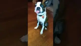 Capone🤎🐕 #familyfirst #1kcreator #july #sunday #goodvibes #capone #bostonterrier #myboy