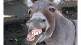 Life Purplexed Is A Dumb Donkey
