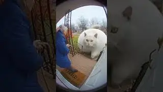 Giant Spherical Cat Breaks into House Again 😂🙀🏠 #cat #funny #funnycats #doorbell