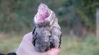 LELEK LESN&Iacute; (Caprimulgus europaeus) - PT&Aacute;CI ZBL&Iacute;ZKA