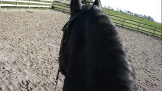 friesian horse fall ride