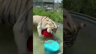 The white tiger gave the man a child#animal #tiger #rescue #friendship #fyp