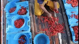 Un día en el mar: la pesca de la gamba roja de Dénia (Capítulo 2)