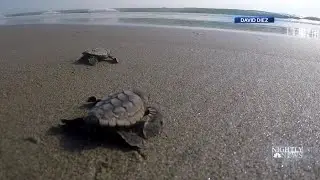 New Lights Installed Along Florida&rsquo;s Coastline To Protect Baby Sea Turtles | NBC Nightly News