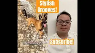 Stylish grooves🐾! #dog #shorts #cute