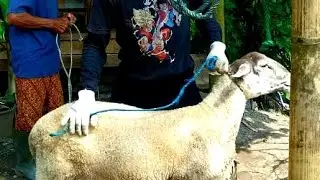 It's goat THIEVING season in my village, Bolo #dombasakub #sobatngarit&nbsp; #englishlearning