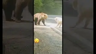Scary Bear Encounters 🐻⚠️ | Intense & Unforgettable Wildlife Moments
