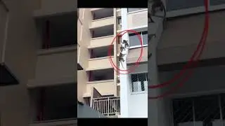 Lah! Monkeys Climb The Building + They Come Down So Fast😳 #monkeys# #buildings# #singapore#