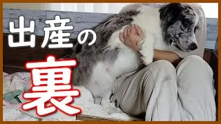 【閲覧注意】【犬の出産】出産が終わるまでの長い長い時間【ボーダーコリー】