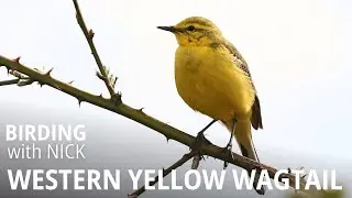 Western Yellow Wagtail Call & Subsong | Motacilla flava