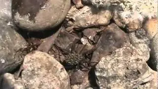 ECU episode 2 - Spider Babies