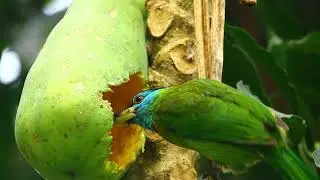Blue-throated barbet 🪶