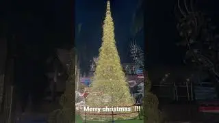 First Christmas Tree in August 2022 #shorts #christmasseason #christmas