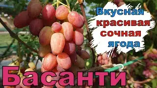 Новая форма на моём винограднике . г.ф. Басанти . Сезон 2025г.