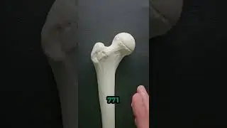 Your Bones Are STRONGER Than Steel?! 😲🦴