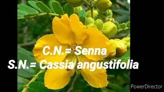 Senna(Cassia angustifolia) #senna #thegreenworldstudy