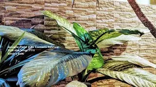 Google Pixel 2 Xl Camera Review.. Still the King..????!!!!