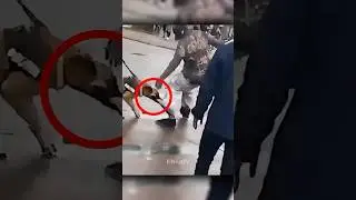 Provoc&oacute; a un Perro Polic&iacute;a y Se Arrepinti&oacute; al Instante  😂