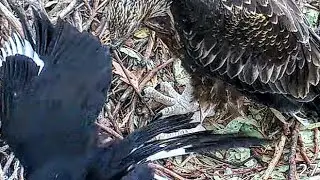 ✴️✴️ chick Se35 fledged. Currwong hits lil chick. Mom feeds 🦩 bird. kid wings ✈️✈️ exercises 10.2025