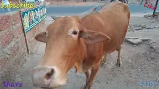 एक सुंदर सायंकाळ | गाईला भरवला मक्का | Vlog  from Venna lake, Mahabaleshwar (April '24)