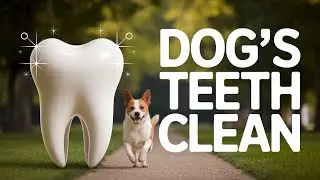 Dog Owners Make THIS Mistake When Cleaning Their Pet's Teeth