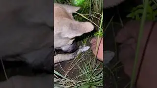 Amazing Take the dog to find the frog in the field🐸🐕