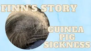 Reason behind Finn&rsquo;s Passing - Guinea Pig Sickness