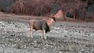 HUNTING PLAINSGAME - BIG ELAND BULL NAMIBIA 2019 - THE RUT IS ON!