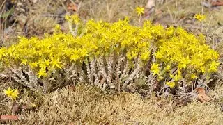 Mauerpfeffer - ein Freund der Felsen und Steine