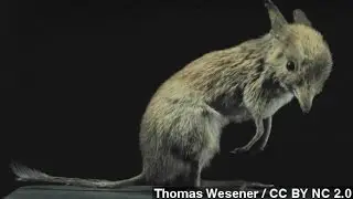What's Driving Australia's Unparalleled Extinction Rate?