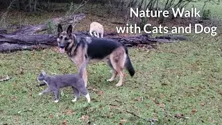 Nature Walk with Cats and Dog