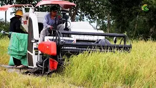 Greatest Skills Safety Operator Harvester Working In Deep Water Rice Farm`s Cambodia