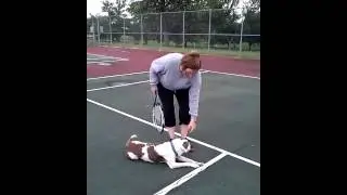 Summer Activities With Your Dog