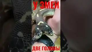 ⚠️ Что Это ДВУГОЛОВАЯ ЗМЕЯ мутация 🐍 #shorts