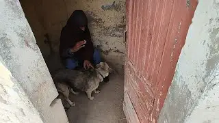 Ajj dog hmray ne room se mouse  pkr liya fun vlog😁