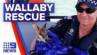 Police rescue wallaby in waters off Brisbane | Nine News Australia